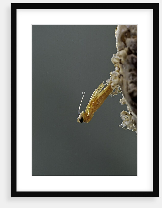Mantis religiosa (praying mantis) - hatching by Anonymous