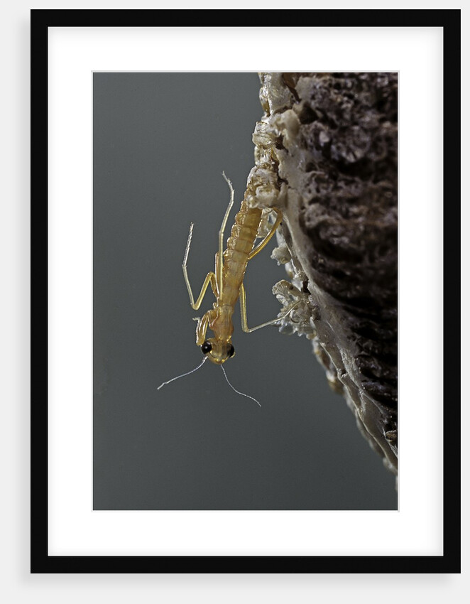 Mantis religiosa (praying mantis) - hatching by Anonymous