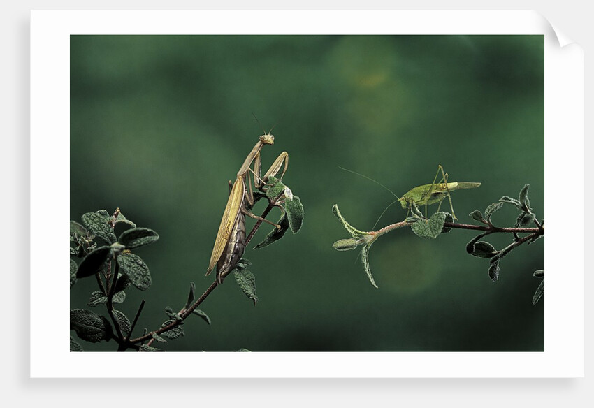 Mantis religiosa (praying mantis) - watching its prey by Anonymous