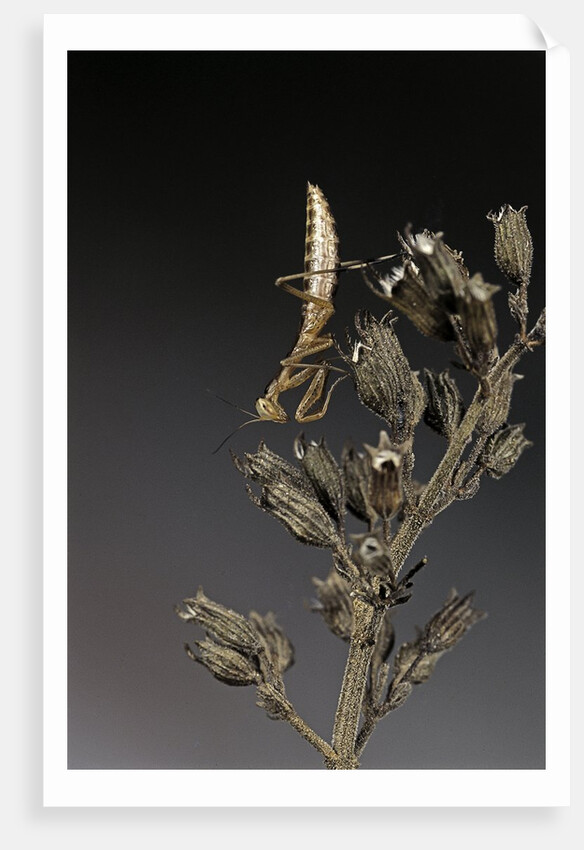 Mantis religiosa (praying mantis) - larva by Anonymous