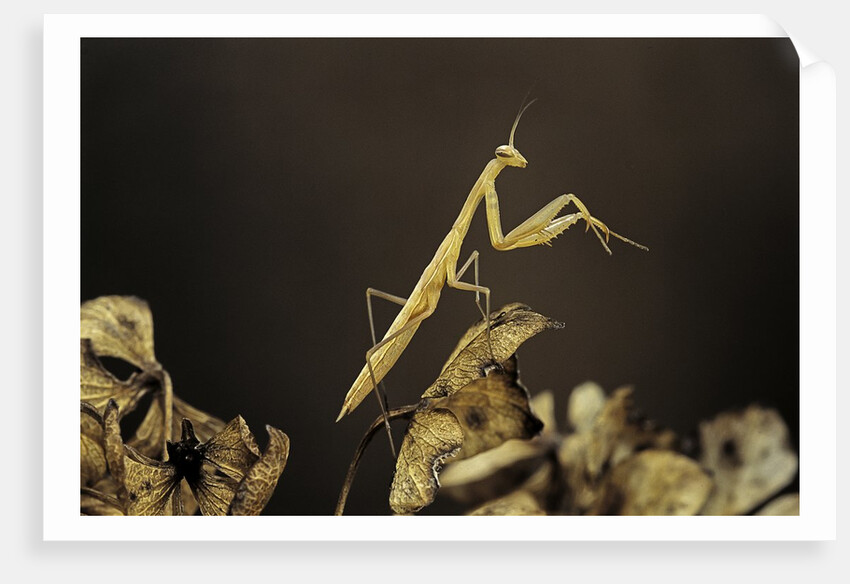Mantis religiosa (praying mantis) - larva by Anonymous