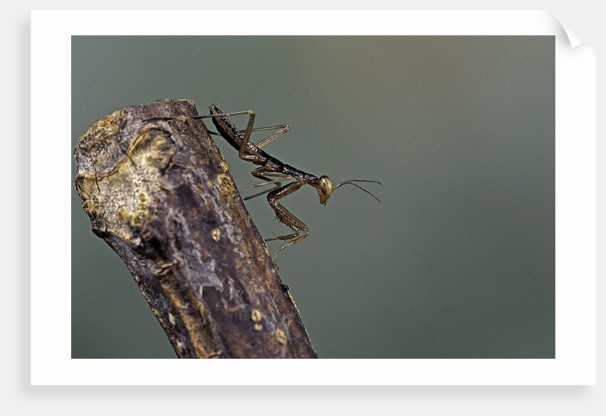 Mantis religiosa (praying mantis) - larva by Anonymous