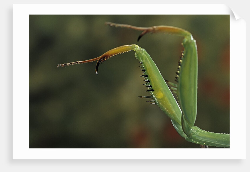 Mantis religiosa (praying mantis) - forelegs by Anonymous