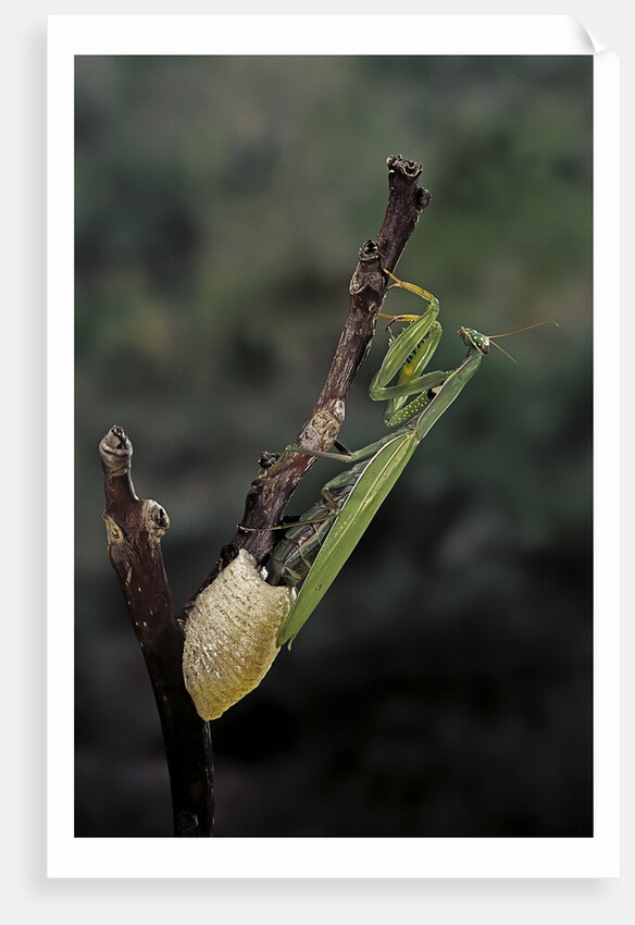Mantis religiosa (praying mantis) - laying by Anonymous