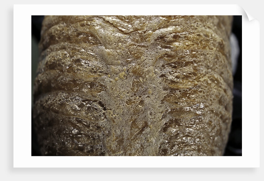 Mantis religiosa (praying mantis) - ootheca detail by Anonymous