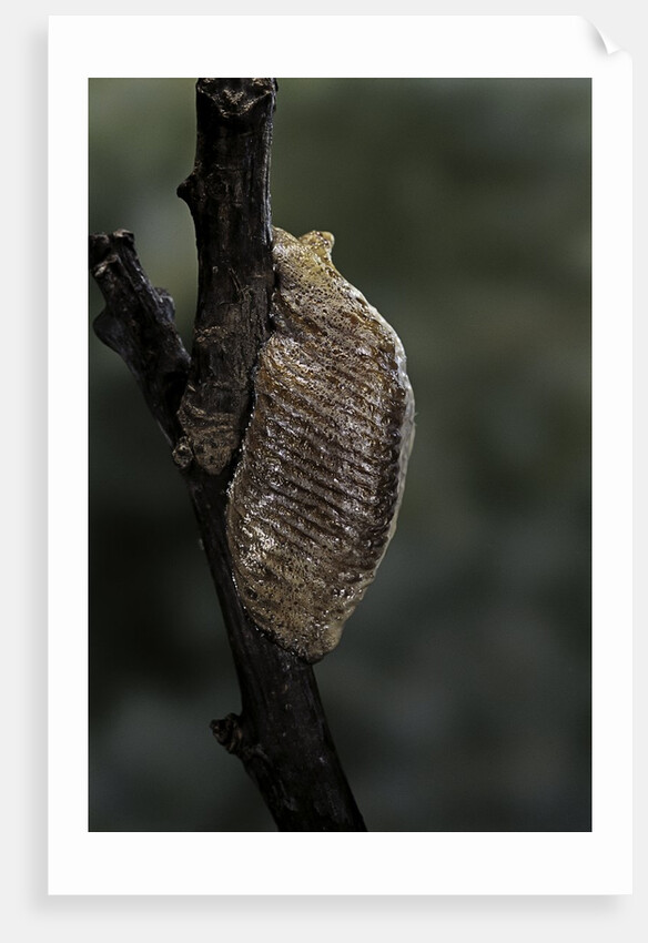 Mantis religiosa (praying mantis) - ootheca by Anonymous