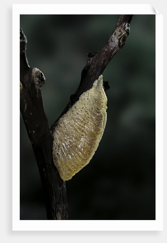 Mantis religiosa (praying mantis) - recently laid ootheca by Anonymous