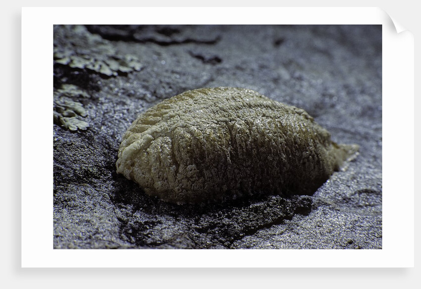 Mantis religiosa (praying mantis) - ootheca on a stone by Anonymous