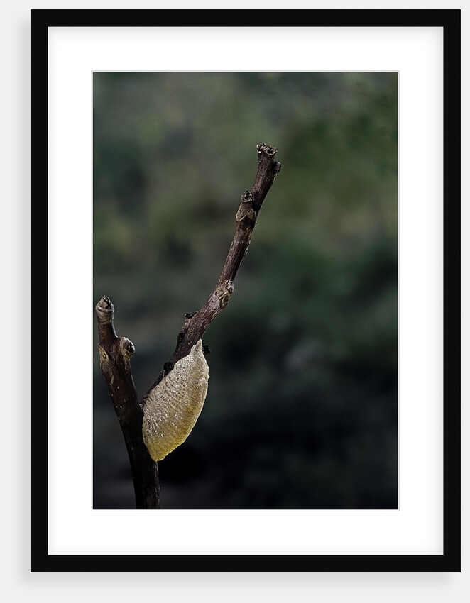 Mantis religiosa (praying mantis) - recently laid ootheca by Anonymous
