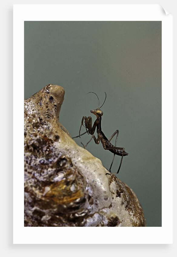 Mantis religiosa (praying mantis) - very young larva on its egg case by Anonymous
