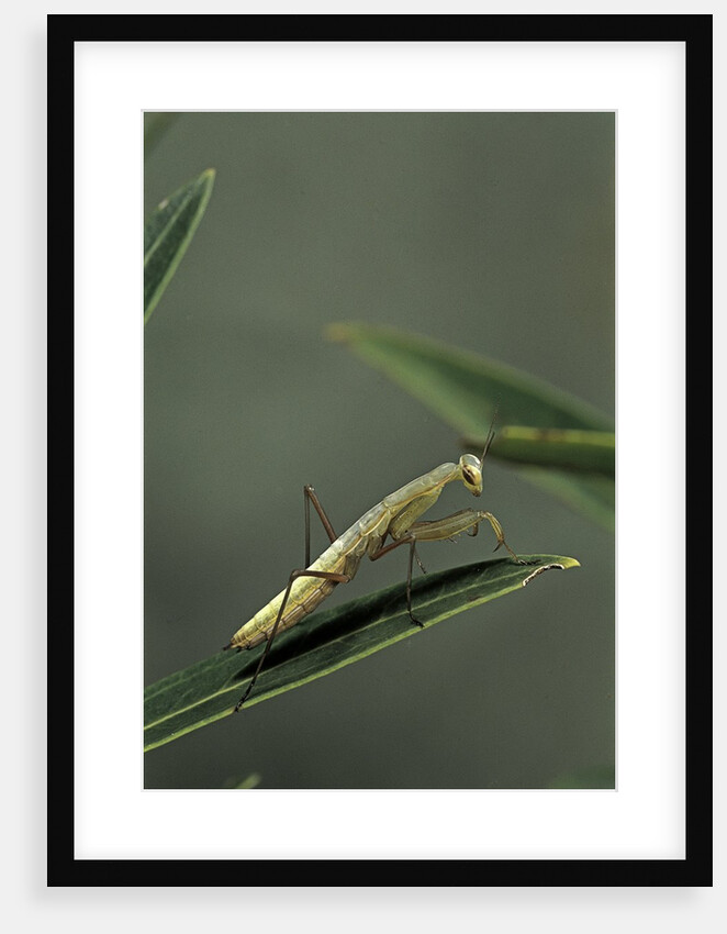 Mantis religiosa (praying mantis) - larva by Anonymous
