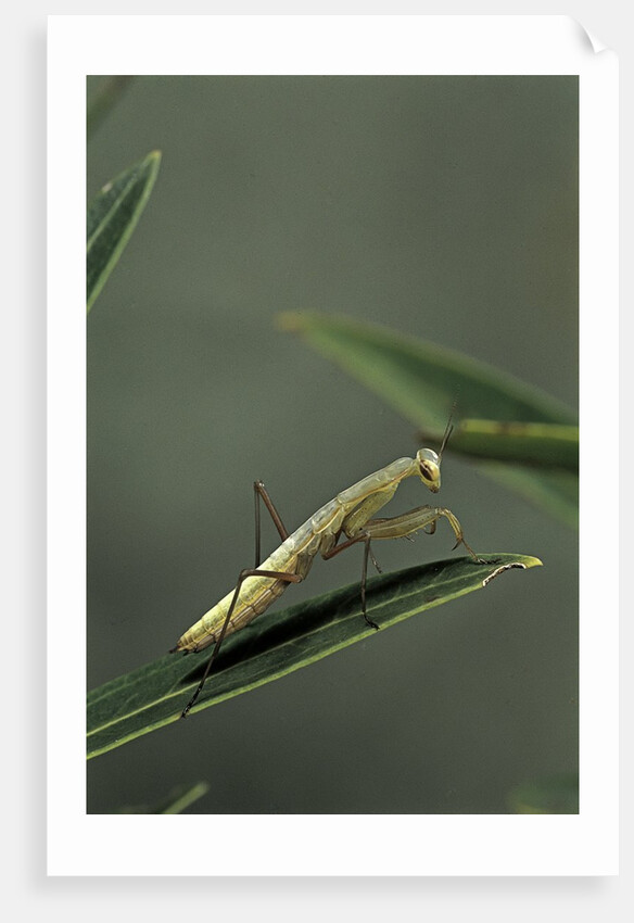 Mantis religiosa (praying mantis) - larva by Anonymous