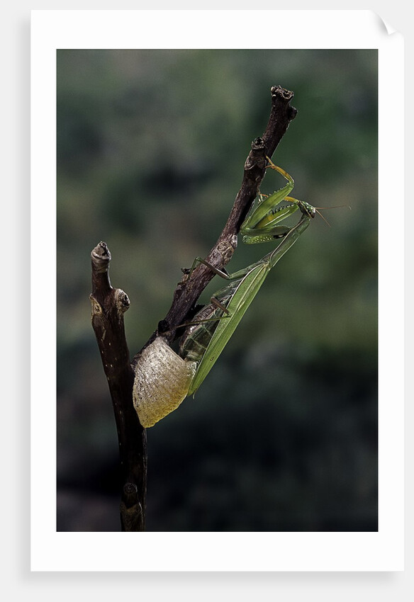 Mantis religiosa (praying mantis) - laying by Anonymous