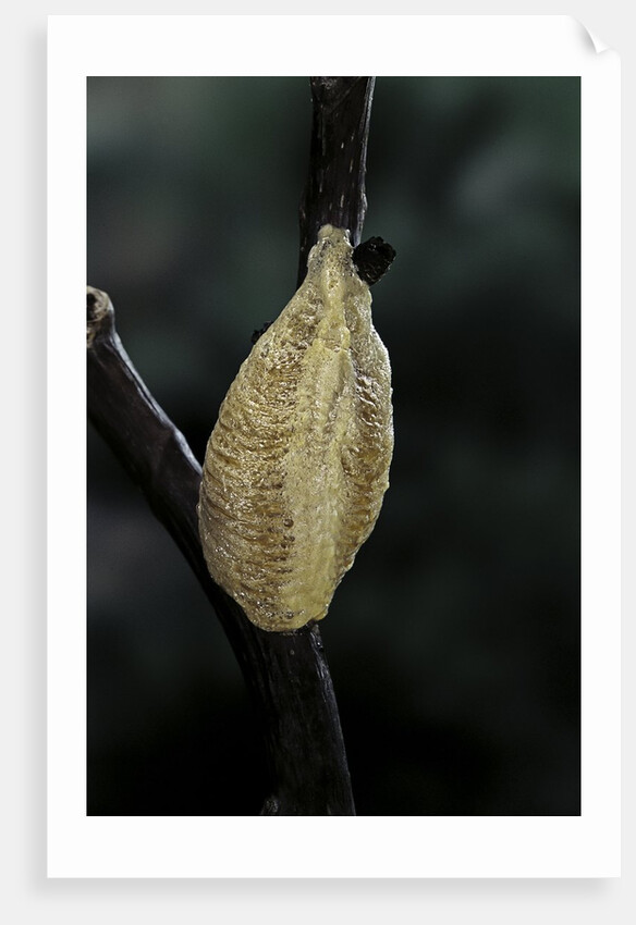 Mantis religiosa (praying mantis) - recently laid ootheca by Anonymous