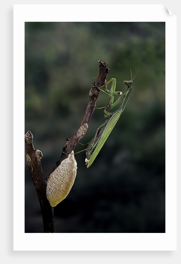 Mantis religiosa (praying mantis) - laying by Anonymous