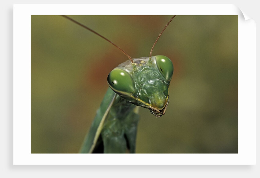 Mantis religiosa (praying mantis) by Anonymous