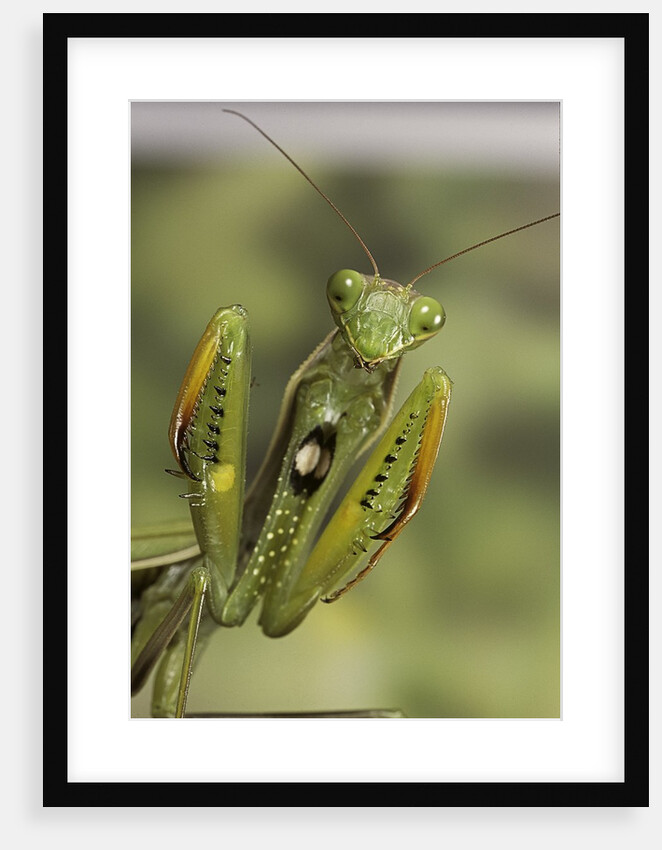 Mantis religiosa (praying mantis) - in defensive posture, threat display by Anonymous