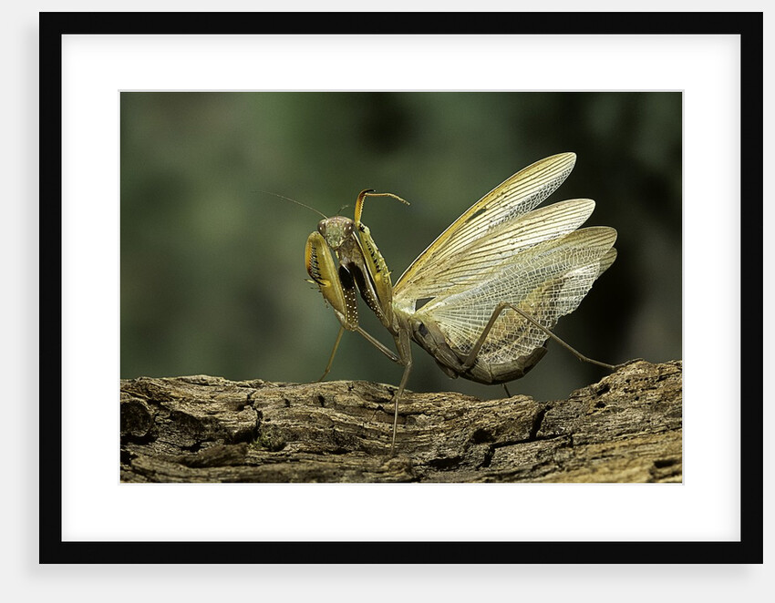 Mantis religiosa (praying mantis) - in defensive posture, threat display by Anonymous