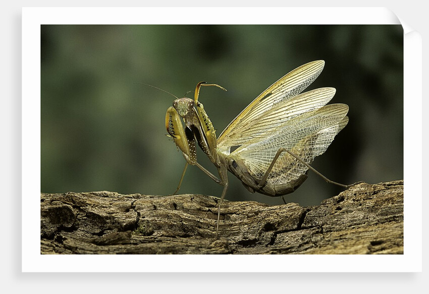 Mantis religiosa (praying mantis) - in defensive posture, threat display by Anonymous