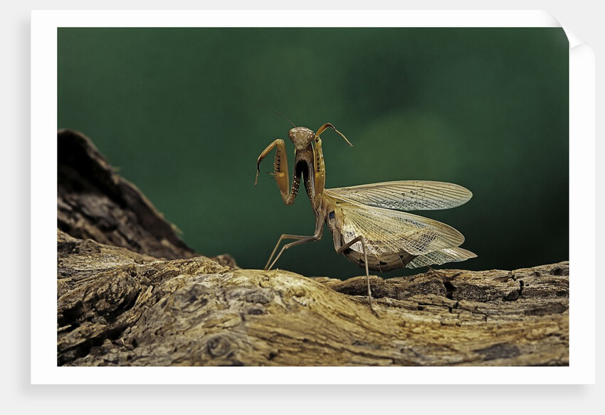 Mantis religiosa (praying mantis) - in defensive posture, threat display by Anonymous