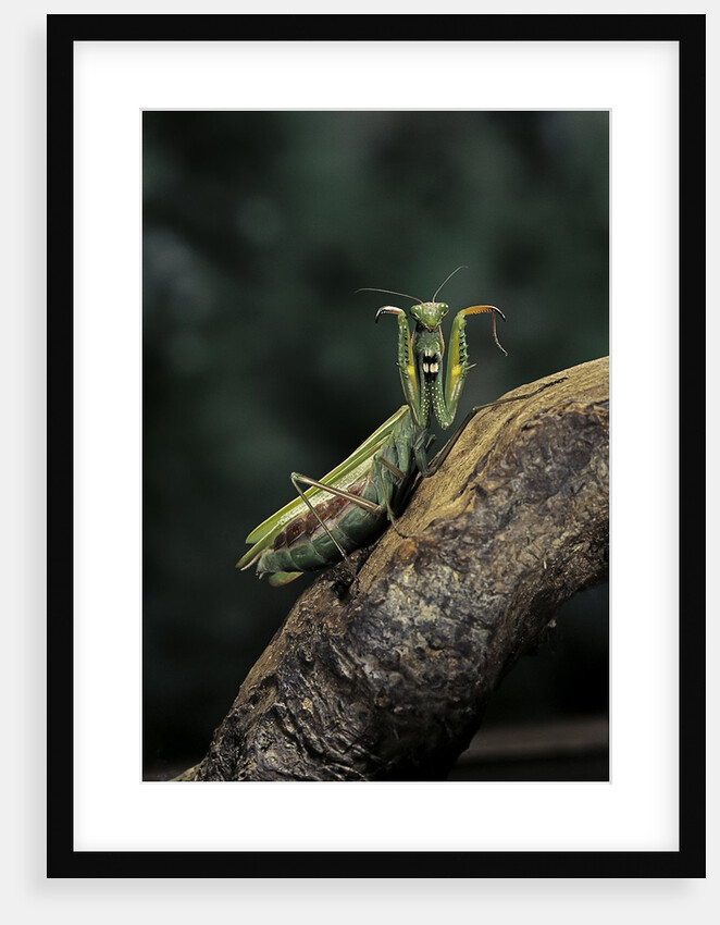 Mantis religiosa (praying mantis) - in defensive posture, threat display by Anonymous
