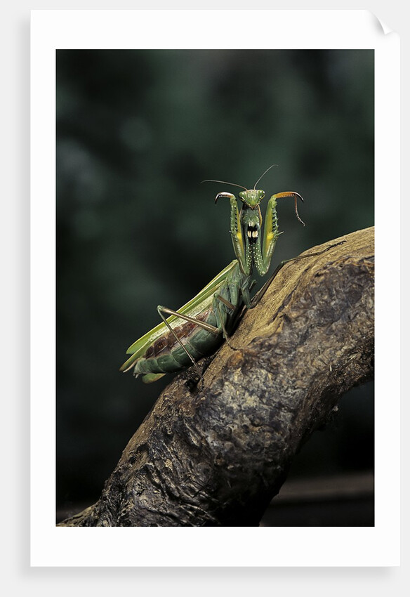 Mantis religiosa (praying mantis) - in defensive posture, threat display by Anonymous