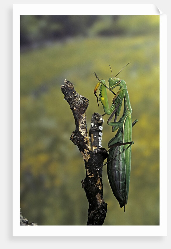 Mantis religiosa (praying mantis) - female ready to lay by Anonymous