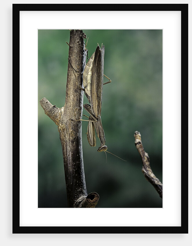 Mantis religiosa (praying mantis) - female ready to lay by Anonymous