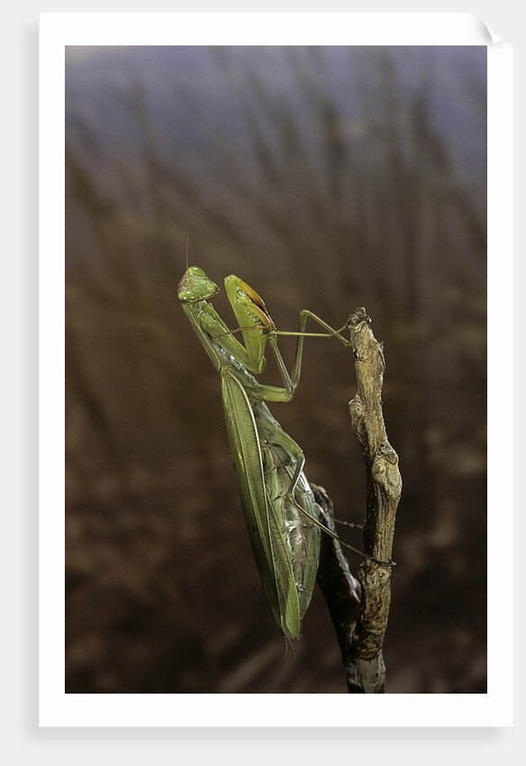 Mantis religiosa (praying mantis) by Anonymous