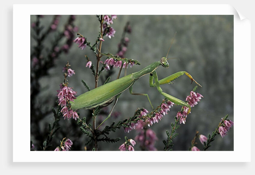 Mantis religiosa (praying mantis) by Anonymous