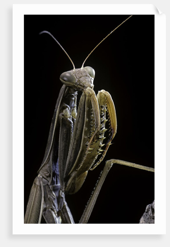 Mantis religiosa (praying mantis) by Anonymous