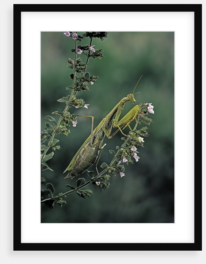 Mantis religiosa (praying mantis) by Anonymous