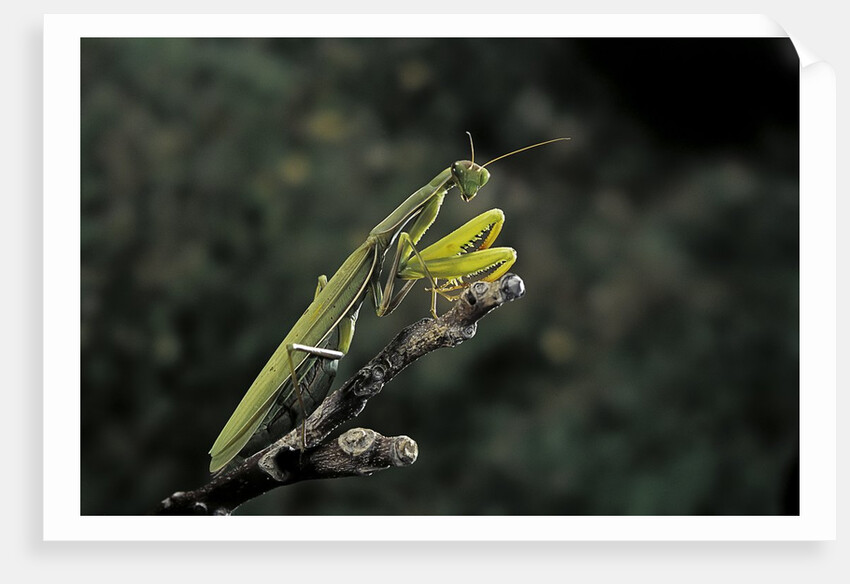Mantis religiosa (praying mantis) by Anonymous