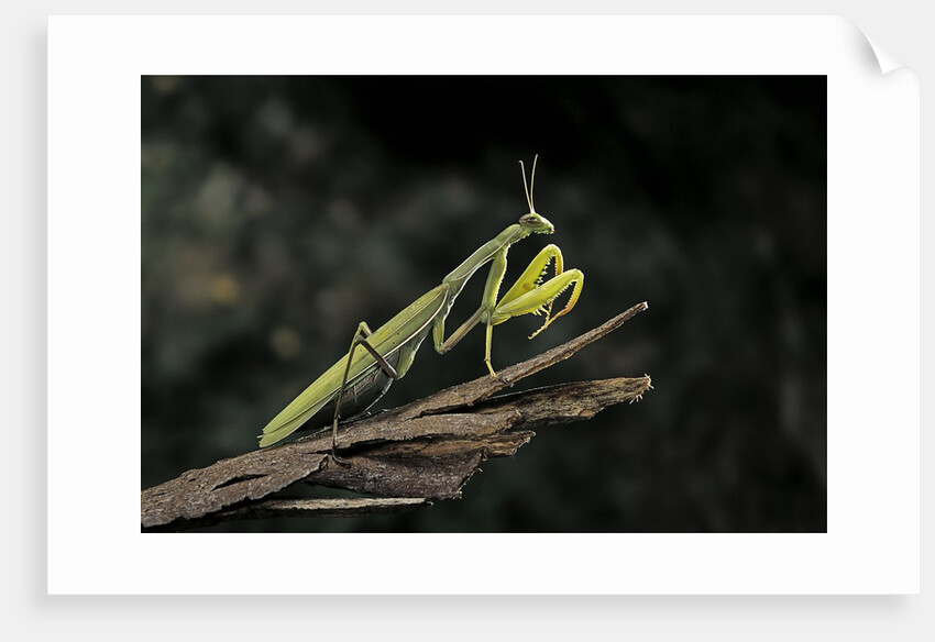 Mantis religiosa (praying mantis) by Anonymous