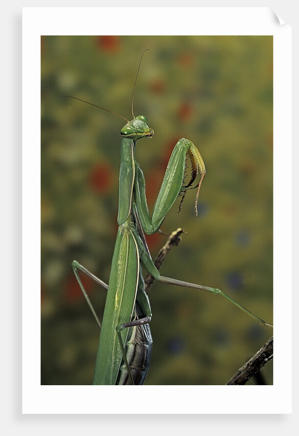 Mantis religiosa (praying mantis) by Anonymous
