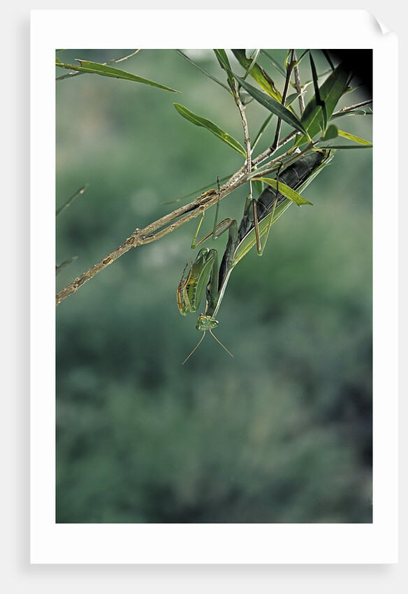 Mantis religiosa (praying mantis) by Anonymous