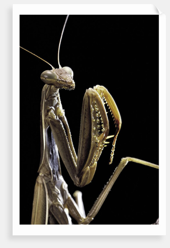 Mantis religiosa (praying mantis) by Anonymous