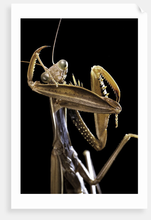 Mantis religiosa (praying mantis) by Anonymous