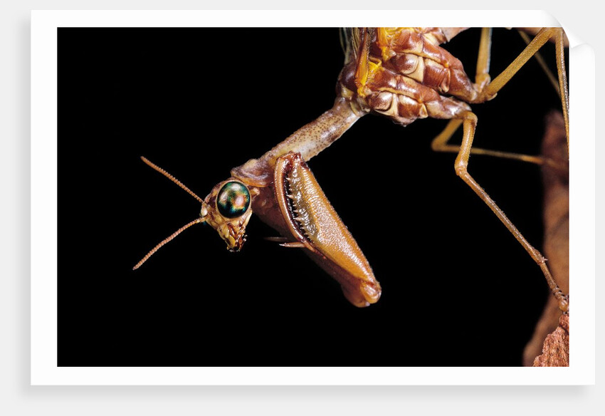 Mantispa styriaca (mantidfly) - portrait by Anonymous