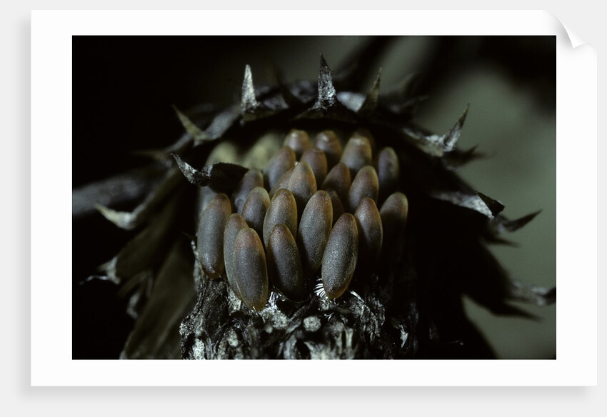 Melasoma populi (broad-shouldered leaf beetle, balsam poplar leaf beetle) - eggs by Anonymous