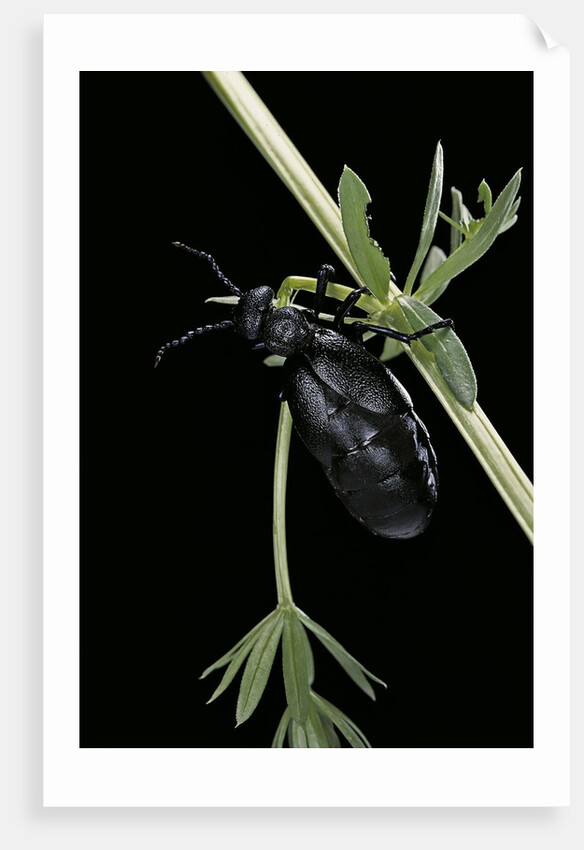 Meloe proscarabaeus (black oil beetle) by Anonymous