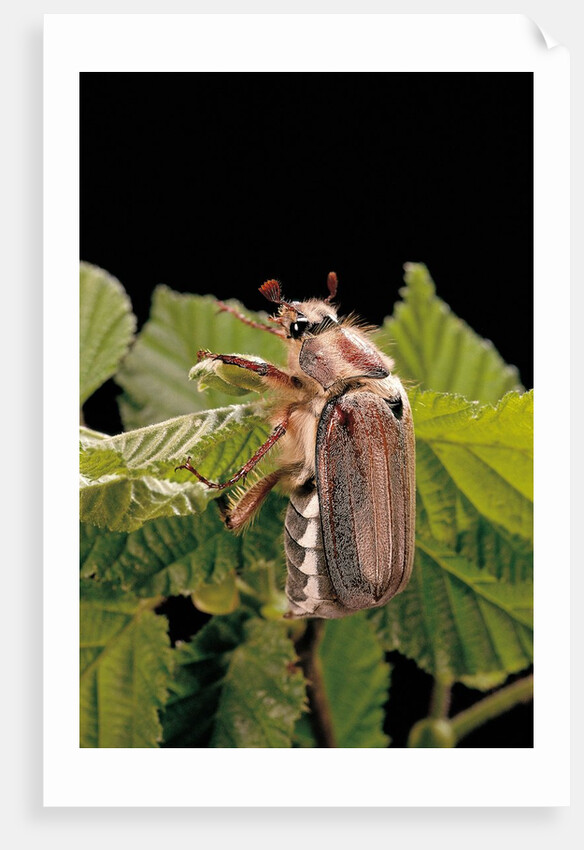 Melolontha melolontha (cockchafer, maybug) by Anonymous