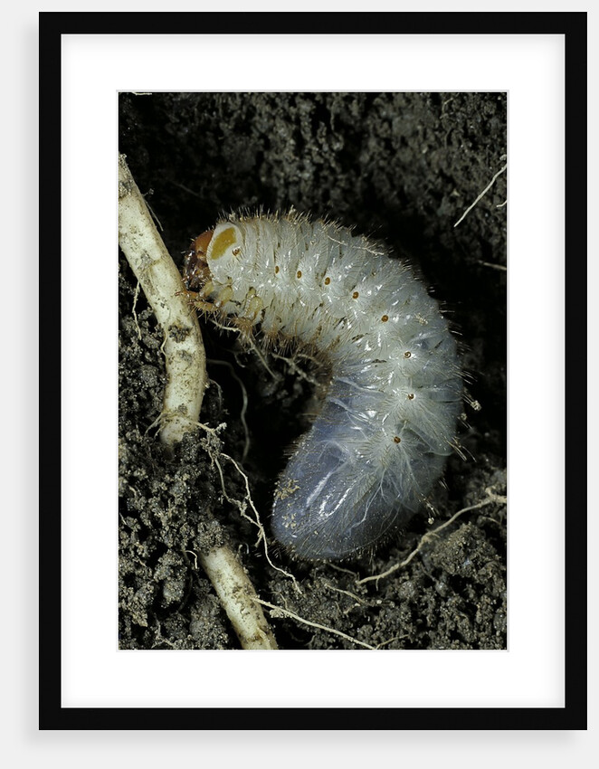 Melolontha melolontha (cockchafer, maybug) - larva or white grub in earth by Anonymous