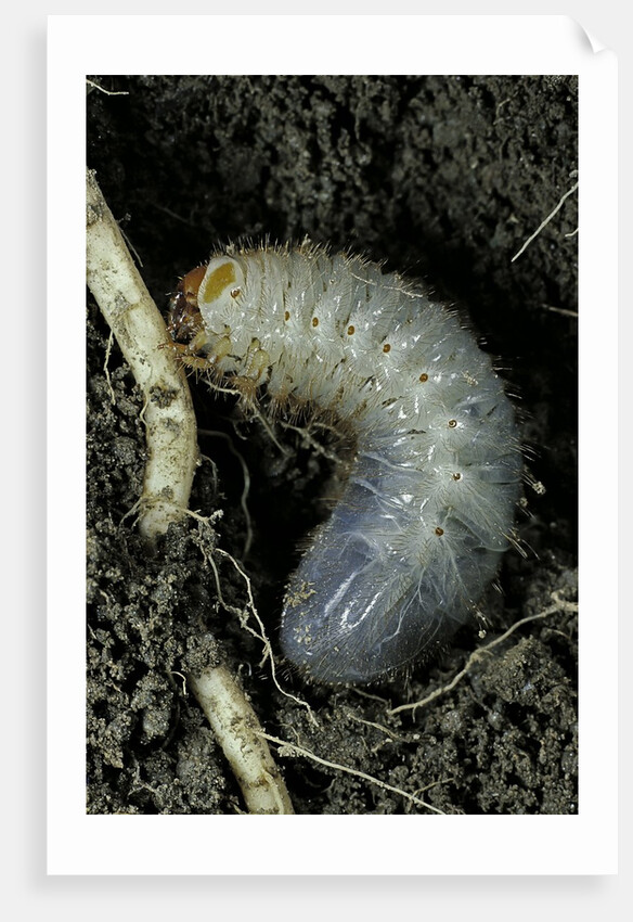 Melolontha melolontha (cockchafer, maybug) - larva or white grub in earth by Anonymous