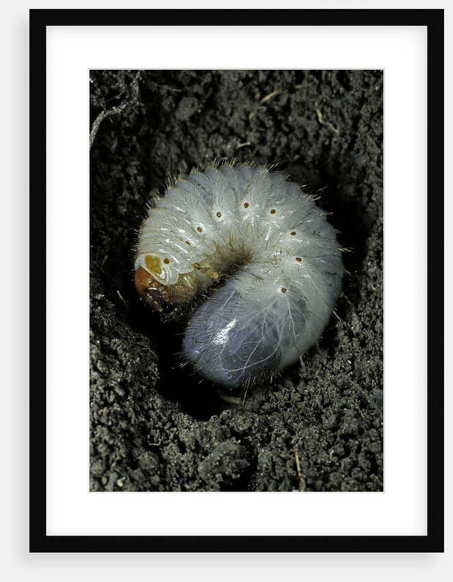 Melolontha melolontha (cockchafer, maybug) - larva or white grub in earth by Anonymous