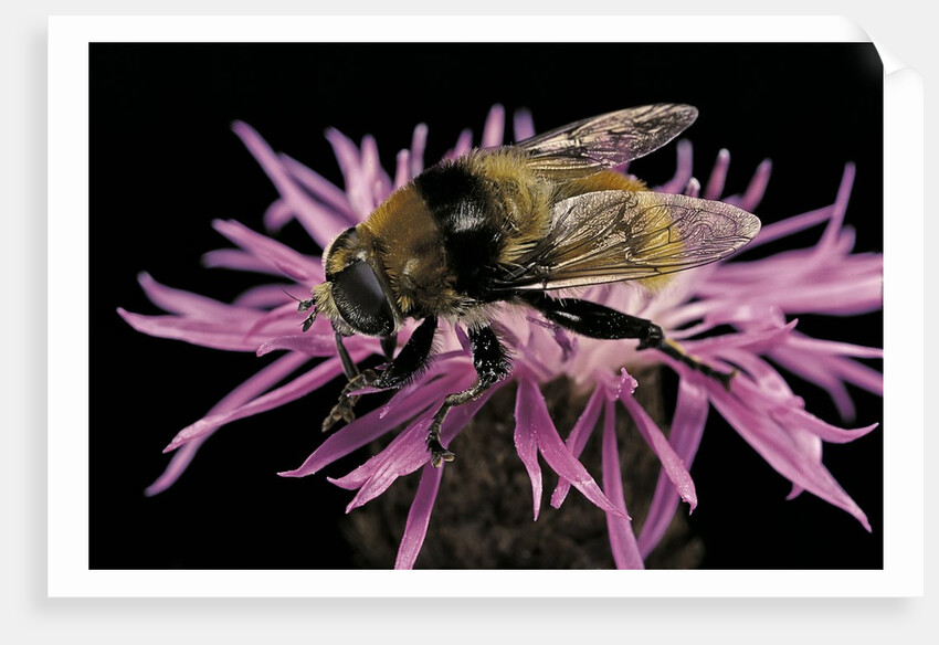 Merodon equestris (narcissus bulb fly) by Anonymous