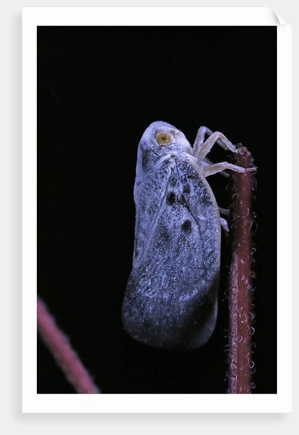 Metcalfa pruinosa (citrus flatid planthopper, mealy lantern fly) by Anonymous