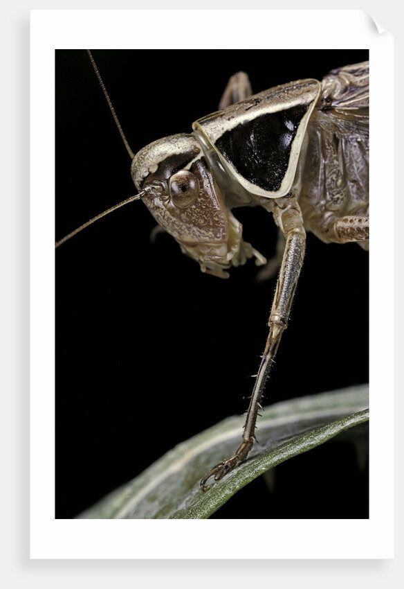 Metrioptera roeselii (Roesel's bush-cricket) - portrait by Anonymous