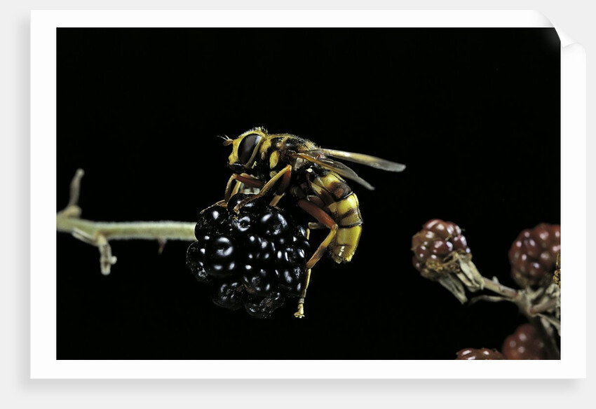 Milesia crabroniformis (hoverfly) by Anonymous
