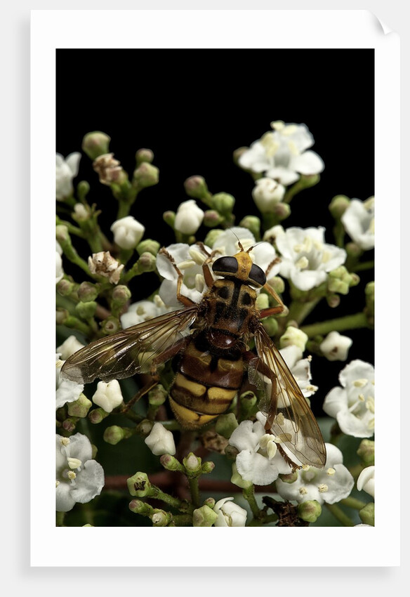 Milesia crabroniformis (hoverfly) by Anonymous